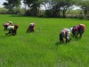SMALLWomen tend paddy rice in Tamil Nadu India