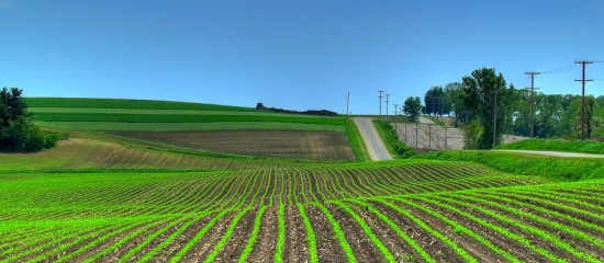 campo2