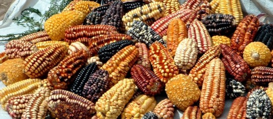 corn2