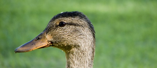 duck