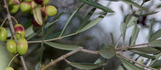 olive