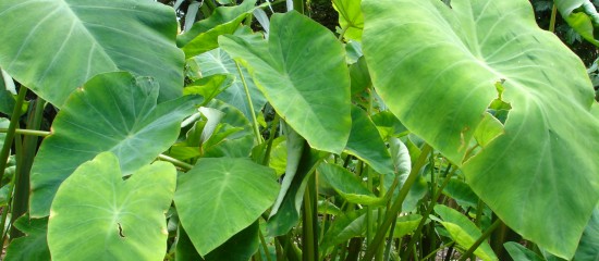 taro