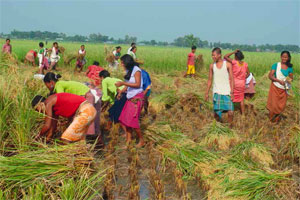 SRI-harvesting1