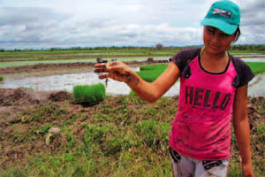 El Sistema Intensivo del Cultivo de Arroz (SICA)
