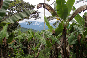 Agro-ecology: beyond food
