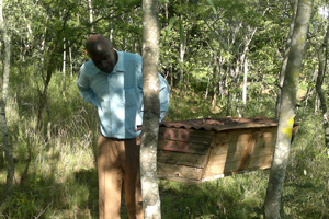 Bees bring a new buzz to family farming in Zimbabwe