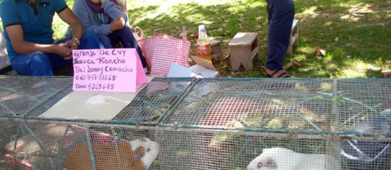 Guinea pigs – small livestock with big potential