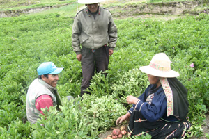 How Yapuchiris build climate resilience