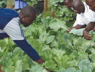 biointensive-agriculture-kenya