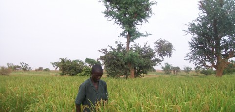 Seasonal Rice Production Facilities for Income Generation and Fight Against Food Insecurity in Tillaberi region