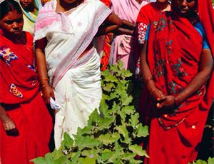 SRI in Bihar: From one to 350,000