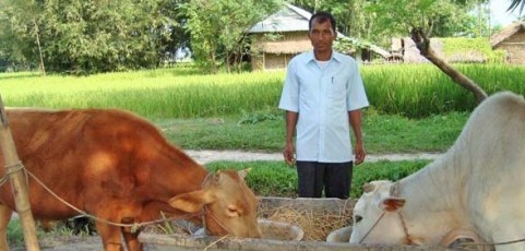 A breeding bull can benefit the whole village