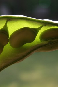 Regenerative Organic Agriculture and Climate Change