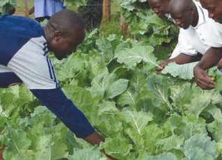 Biointensive Agriculture Training Program in Kenya