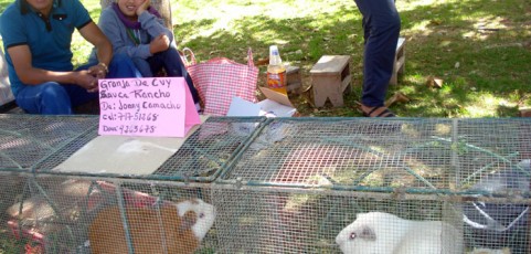 Guinea pigs – small livestock with big potential