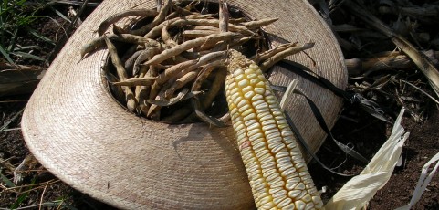 Rescuing our maize: Building a network