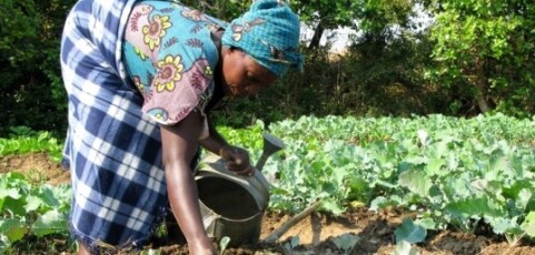 Climate Resilient Agriculture: Experiences from Action Aid and its partners