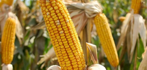 Organic farming: the successful story of Mr. Chidumula Nkhata