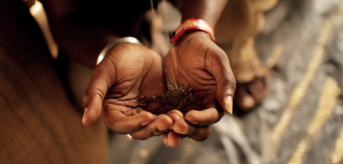 Seeds of Freedom