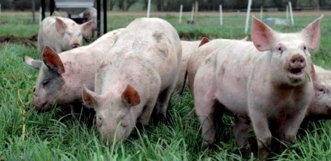Livestock and climate change