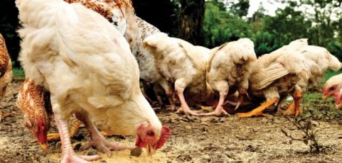 Animal and Human  Welfare are hand-in-hand.  How animal welfare can boost jobs and livelihoods