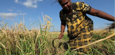 Tipping the Balance: Policies to shape agricultural investments and markets in favour of small-scale farmers