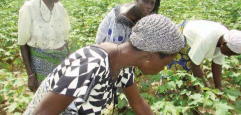 A new tool for improving organic cotton yields in Africa