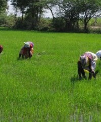 Investing in smallholder agriculture. Open consultation