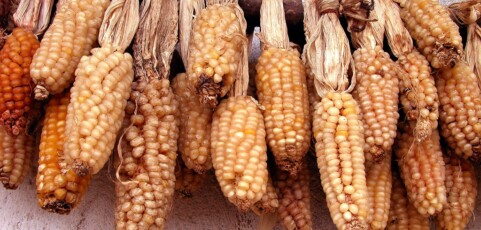 Zapopano Maize Agrecosystem
