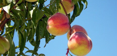 Organic Control of Peach Brown Rot in California, USA