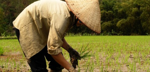Rice Transplanting in the Tai Lake Region of China