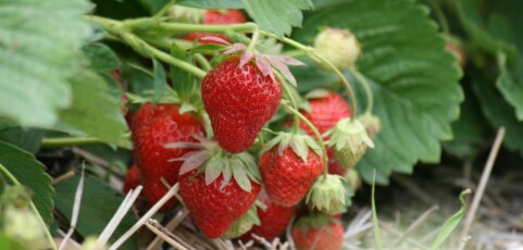 Organic versus Conventional Strawberry Production in California