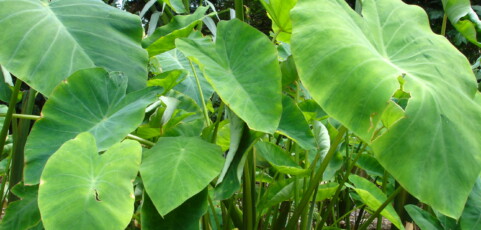 Weed Mulch and No-Till Taro Cultivation in American Samoa