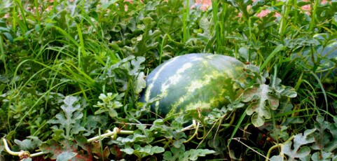 Watermelon Cover Cropping with Wheat and Barley in Niigata, Japan