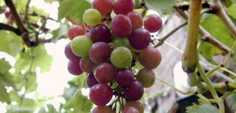 Soil Ecology of Grape Phylloxera and the Potential for Biological Control